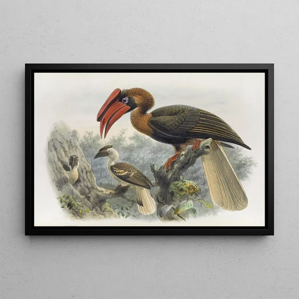 Daniel Giraud Elliot - Hydrocorax planicornis.webp