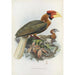 Hydrocorax semigaleatus - Daniel Giraud Elliot — weergave van het kunstwerk