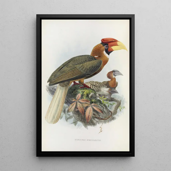 Hydrocorax semigaleatus - Daniel Giraud Elliot — ingelijst kunstwerk aan de muur