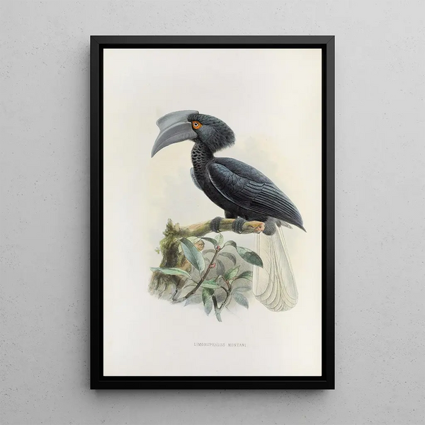 Limonophalus montani - Daniel Giraud Elliot — ingelijst kunstwerk aan de muur