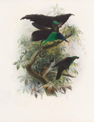 Daniel Giraud Elliot - Lophorina atra.webp