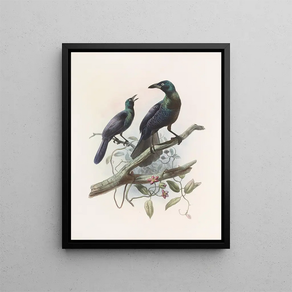Manucodia chalybea - Daniel Giraud Elliot — ingelijst kunstwerk aan de muur