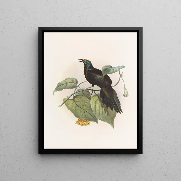 Paradigalla carunculata - Daniel Giraud Elliot — ingelijst kunstwerk aan de muur