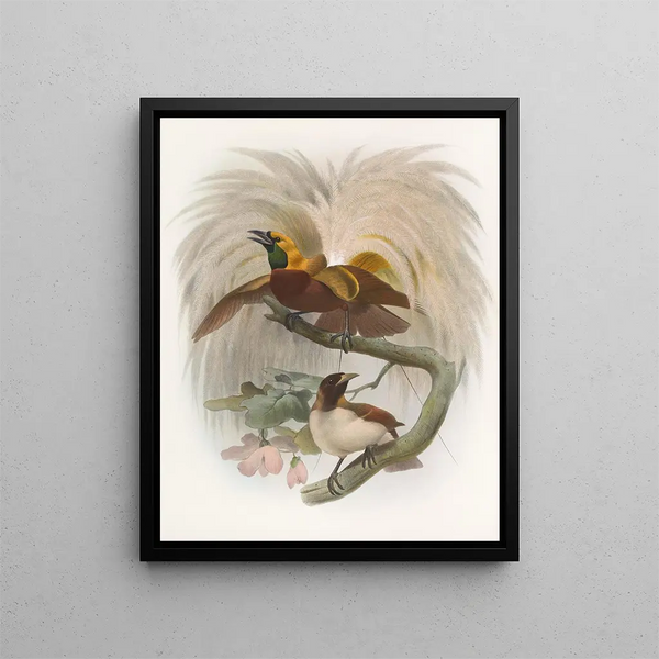 Paradisaea minor - Daniel Giraud Elliot — ingelijst kunstwerk aan de muur