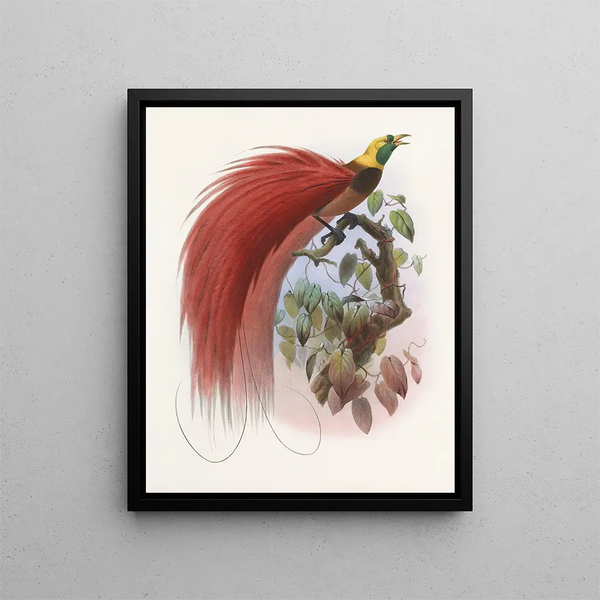 Paradisaea raggiana - Daniel Giraud Elliot — ingelijst kunstwerk aan de muur