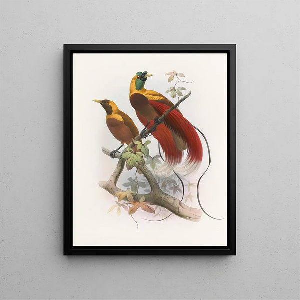 Paradisaea sanguinea - Daniel Giraud Elliot — ingelijst kunstwerk aan de muur