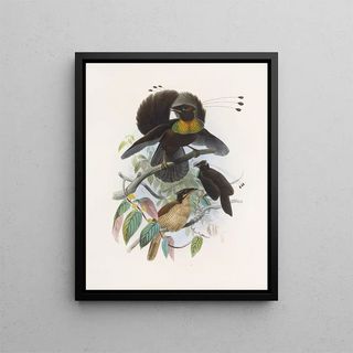 Daniel Giraud Elliot - Parotia sexpennis.webp
