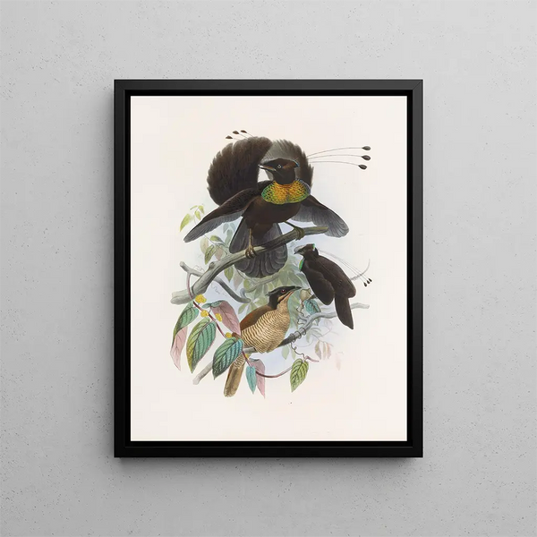 Parotia de six pence - Daniel Giraud Elliot — ingelijst kunstwerk aan de muur
