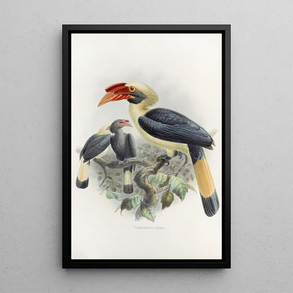 Penelopides affinis - Daniel Giraud Elliot — ingelijst kunstwerk aan de muur