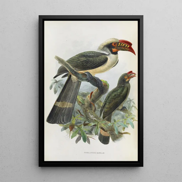 Penelopides manillae - Daniel Giraud Elliot — ingelijst kunstwerk aan de muur