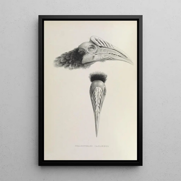 Reproductie van het schilderij Pholidophalus casuarinus - Daniel Giraud Elliot