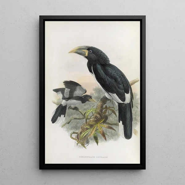 van Pholidophalus fistulator - Daniel Giraud Elliot — ingelijst kunstwerk aan de muur