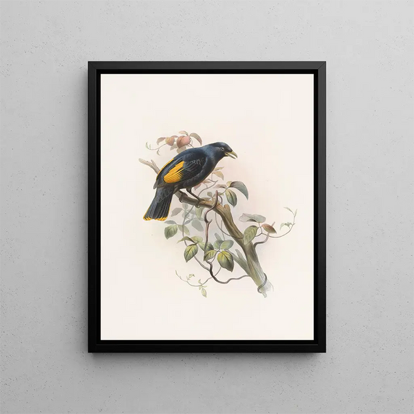 Ptilonorhynchus rawnsleyi - Daniel Giraud Elliot — ingelijst kunstwerk aan de muur