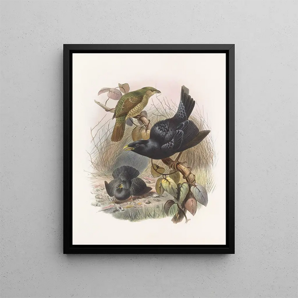 Ptilorhynchus violaceus - Daniel Giraud Elliot — ingelijst kunstwerk aan de muur