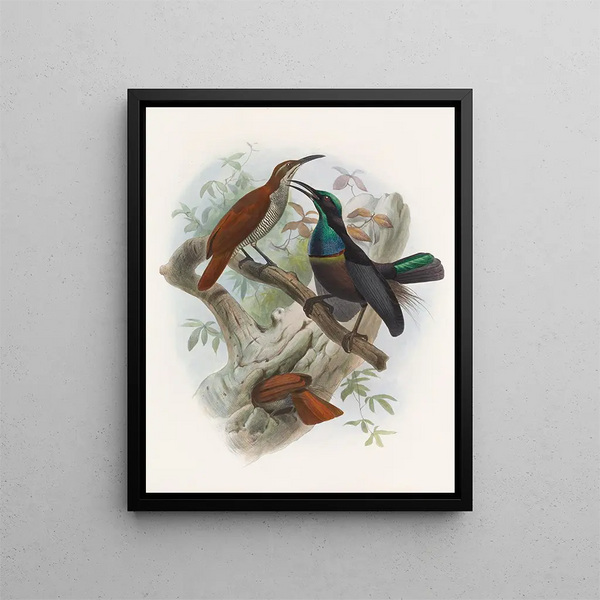 Ptiloris grandis - Daniel Giraud Elliot — ingelijst kunstwerk aan de muur