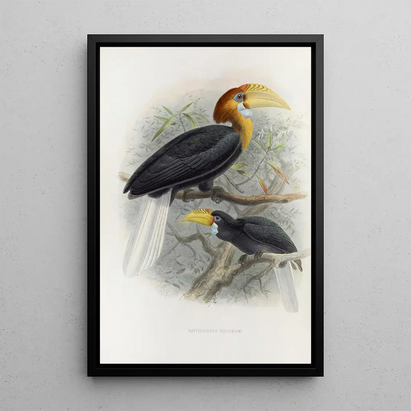 Reproductie van het schilderij Rhytidoceros narcondami - Daniel Giraud Elliot