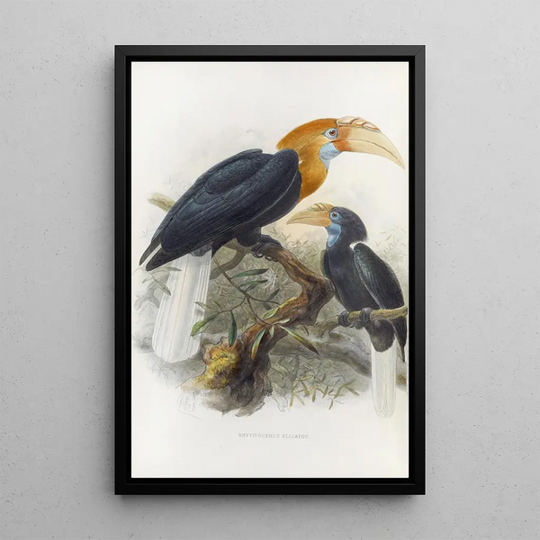 Reproduction of the painting Rhytidoceros plicatus - Daniel Giraud Elliot