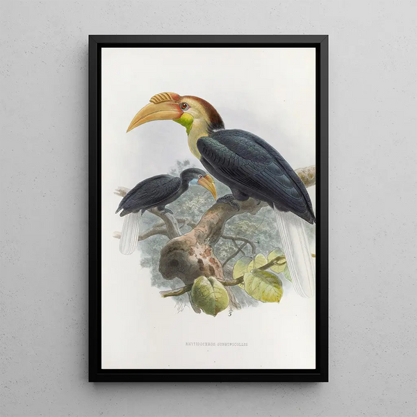 Reproduction of the painting Rhytidoceros subruficollis - Daniel Giraud Elliot