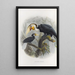 Reproductie van het schilderij Rhytidoceros undulatus - Daniel Giraud Elliot | Schilderij