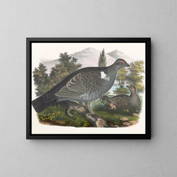 Grouse de Richardson - Daniel Giraud Elliot — framed artwork on a wall