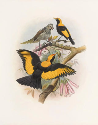 Daniel Giraud Elliot - Sericulus melinus.webp