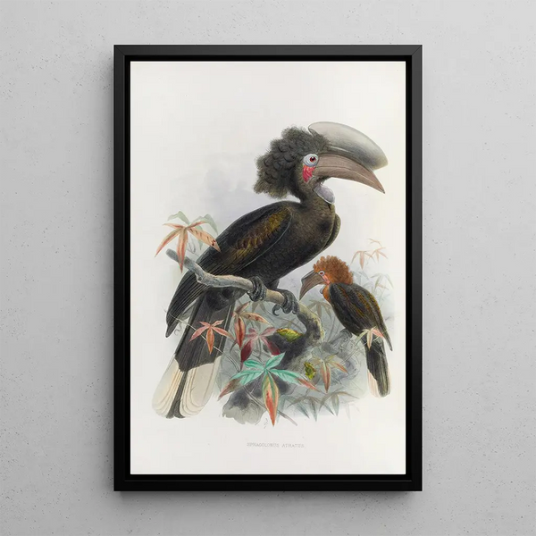 Reproduction of the painting Sphagolobus atratus - Daniel Giraud Elliot
