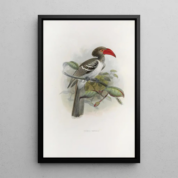 Tockus camurus - Daniel Giraud Elliot — framed artwork on a wall