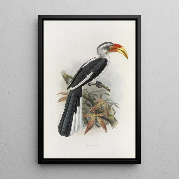 Tockus deckeni - Daniel Giraud Elliot — framed artwork on a wall