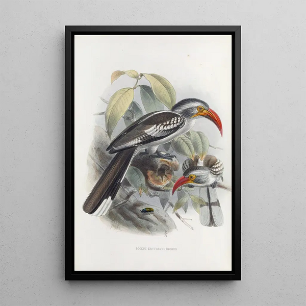 Tockus erythrorhynchus - Daniel Giraud Elliot — framed artwork on a wall