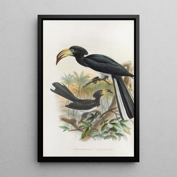 Reproduction of the painting Tockus fasciatus Tockus semifasciatus - Daniel Giraud Elliot