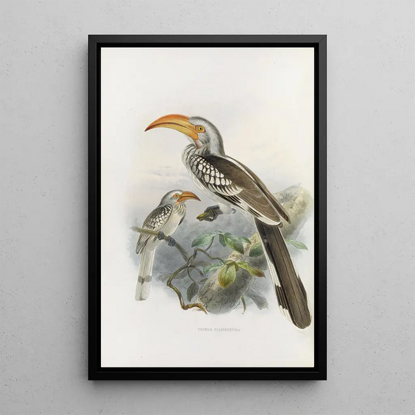 Reproduction of the painting Tockus flavirostris - Daniel Giraud Elliot
