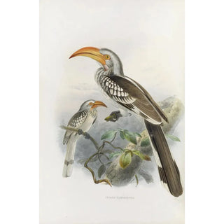Daniel Giraud Elliot - Tockus flavirostris.webp