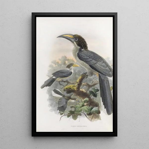 Tockus gingalensis - Daniel Giraud Elliot — framed artwork on a wall