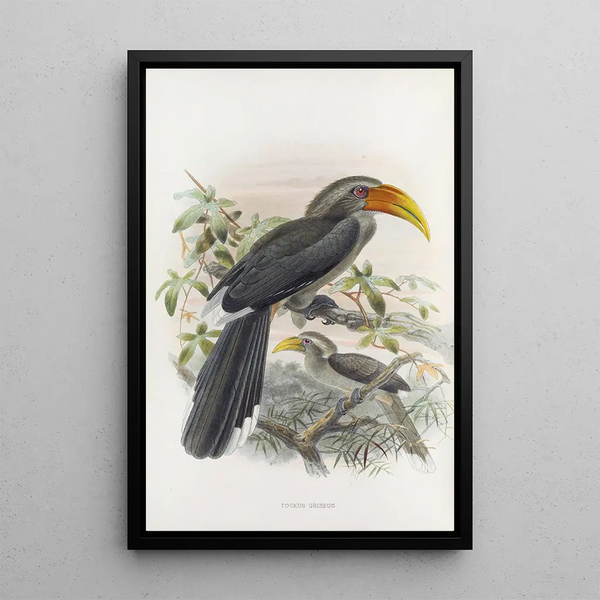 Tockus griseus - Daniel Giraud Elliot — framed artwork on a wall