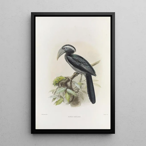 Tockus hartlaubi - Daniel Giraud Elliot — framed artwork on a wall