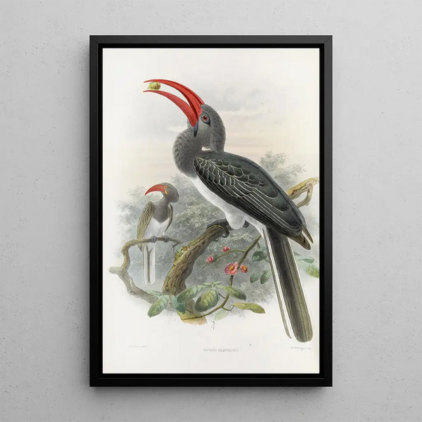 Reproduction of the painting Tockus hemprichii - Daniel Giraud Elliot