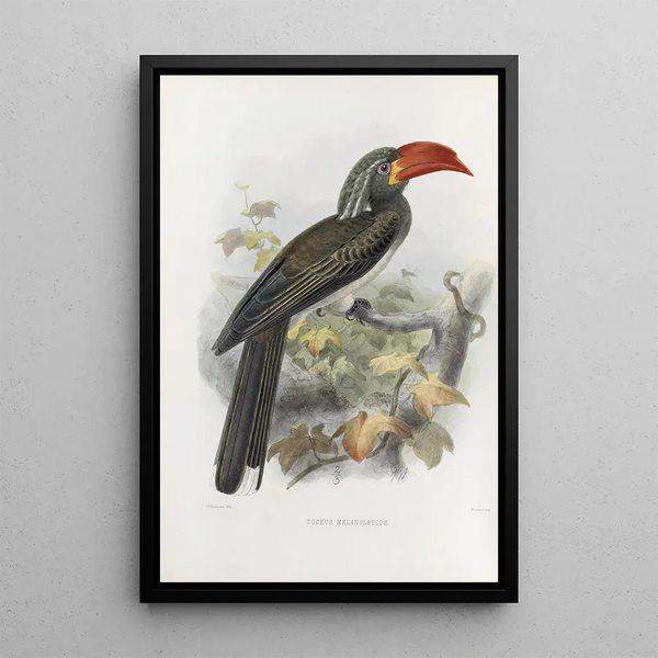 Reproduction of the painting Tockus melanoleucus - Daniel Giraud Elliot