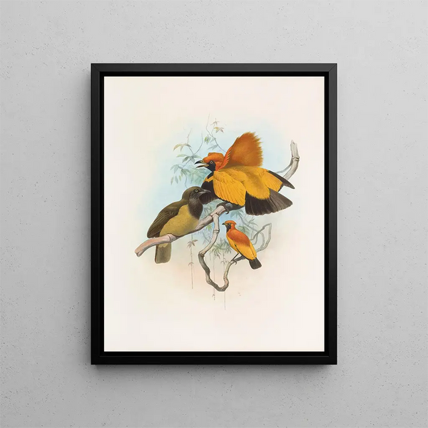 Xanthomelus aureus - Daniel Giraud Elliot — ingelijst kunstwerk aan de muur