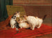 Katten - Daniel Merlin — weergave van het kunstwerk