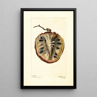 Deborah Griscom Passmore - Annona cherimola.webp