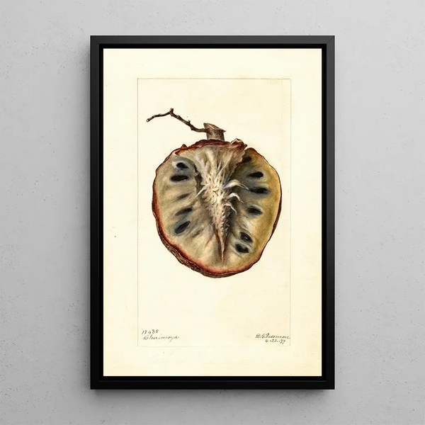Deborah Griscom Passmore - Annona cherimola.webp