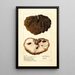 Reproductie van het schilderij Annona squamosa Anona No - Deborah Griscom Passmore