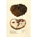 Reproductie van het schilderij Annona squamosa Anona No - Deborah Griscom Passmore