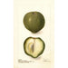 Casimiroa edulis - Deborah Griscom Passmore — weergave van het kunstwerk