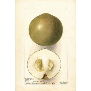 Deborah Griscom Passmore - Casimiroa edulis Zapota Blanco.webp