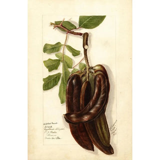 Deborah Griscom Passmore - Ceratonia siliqua L.webp