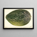 Citrullus lanatus Turkestan - Deborah Griscom Passmore — ingelijst kunstwerk aan de muur