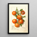 Citrus Calamondian - Deborah Griscom Passmore — ingelijst kunstwerk aan de muur