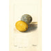 Citrus limon - Deborah Griscom Passmore — weergave van het kunstwerk