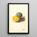 Citrus limon - Deborah Griscom Passmore — ingelijst kunstwerk aan de muur